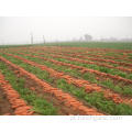 Boa qualidade comum visto cenoura fresca cor vermelha